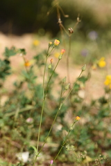 Crepis neglecta corymbosa