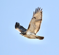 Buteo jamaicensis