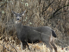 Odocoileus hemionus columbianus