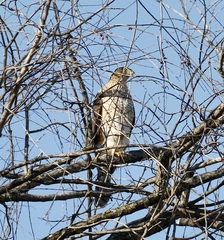 Accipiter cooperii