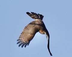 Accipiter cooperii