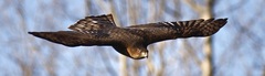 Accipiter cooperii