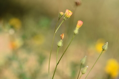 Crepis neglecta corymbosa