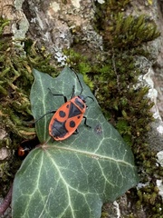 Pyrrhocoris apterus