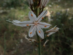 Asphodelus cerasiferus