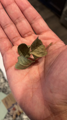 Euonymus fortunei