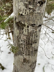 Acer pensylvanicum