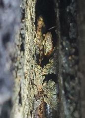 Eurycea guttolineata