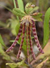 Lotus ornithopodioides
