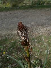 Asphodelus cerasiferus