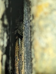 Eurycea guttolineata