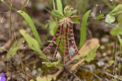 Lotus ornithopodioides