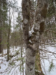 Acer pensylvanicum