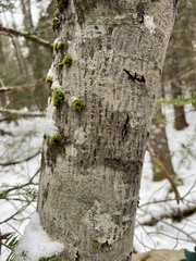 Acer pensylvanicum