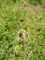 Plantago lanceolata