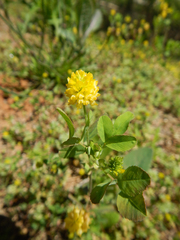 Trifolium campestre
