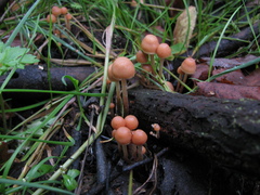 Hypholoma marginatum