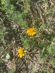 Thymophylla tenuiloba