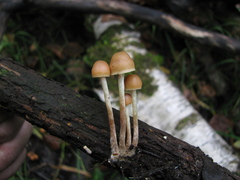 Hypholoma marginatum