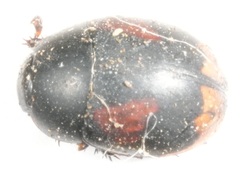 Sphaeridium scarabaeoides