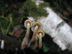 Hypholoma marginatum