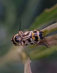Metallactus pollens
