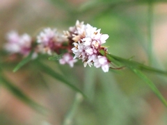 Cuscuta epithymum
