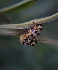 Metallactus pollens