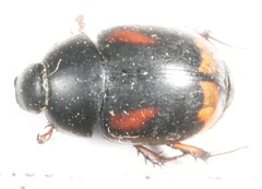 Sphaeridium scarabaeoides