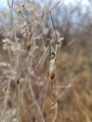 Neolasioptera perfoliata