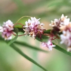 Cuscuta epithymum