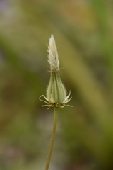 Crepis rubra