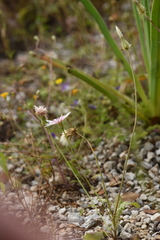 Crepis rubra