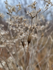 Neolasioptera perfoliata