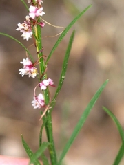 Cuscuta epithymum