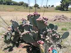 Opuntia robusta