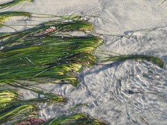 Zosteraceae