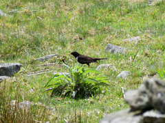 Turdus torquatus