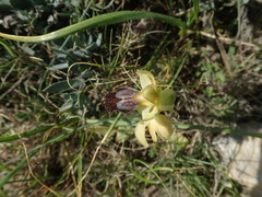 Ophrys fusca