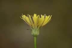 Hypochaeris cretensis