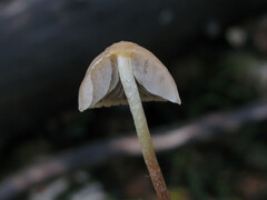 Hypholoma marginatum