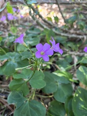 Oxalis
