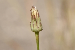 Hypochaeris cretensis
