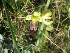 Ophrys fusca