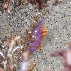Flabellinopsis iodinea