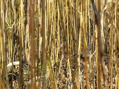 Strobilanthes callosa