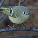 Ruby-crowned Kinglet - Photo (c) Ad Konings, some rights reserved (CC BY-NC), uploaded by Ad Konings
