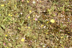 Hypochaeris cretensis