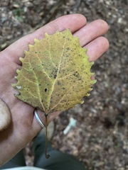 Populus grandidentata