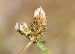 Trifolium dalmaticum